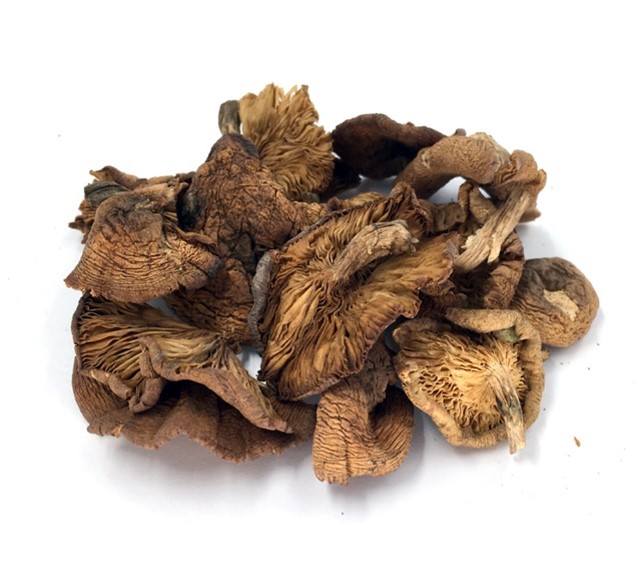 Dried hazelnut mushroom.jpg